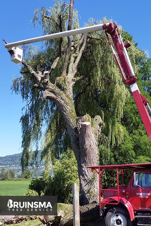 Willow Tree Removal in Abbotsford