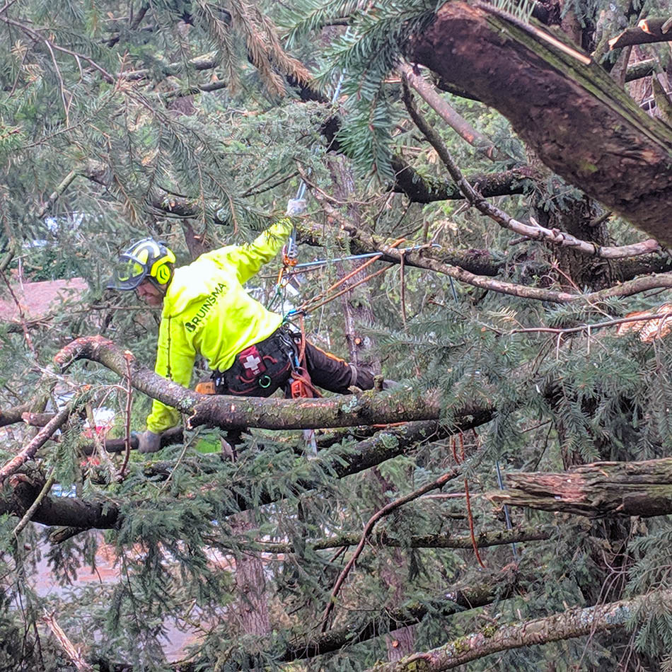 Tree Pruning Services